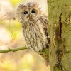 Pustik obecny - Strix aluco - Tawny Owl WS b6716